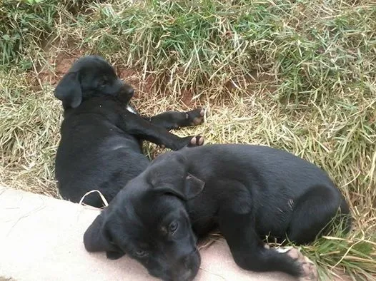 Cachorro ra a SRD idade 2 a 6 meses nome menina