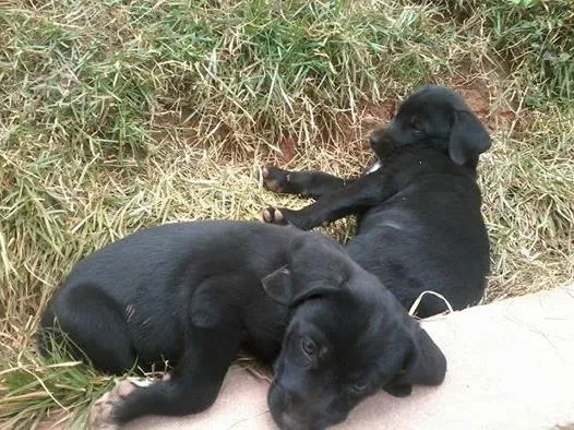 Cachorro ra a SRD idade 2 a 6 meses nome nenguinhas
