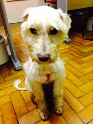 Cachorro raça Poodle idade 2 anos nome ?