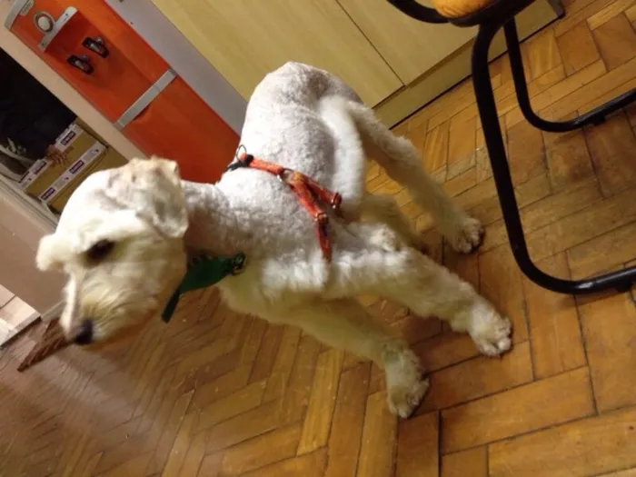 Cachorro ra a Poodle idade 2 anos nome ?