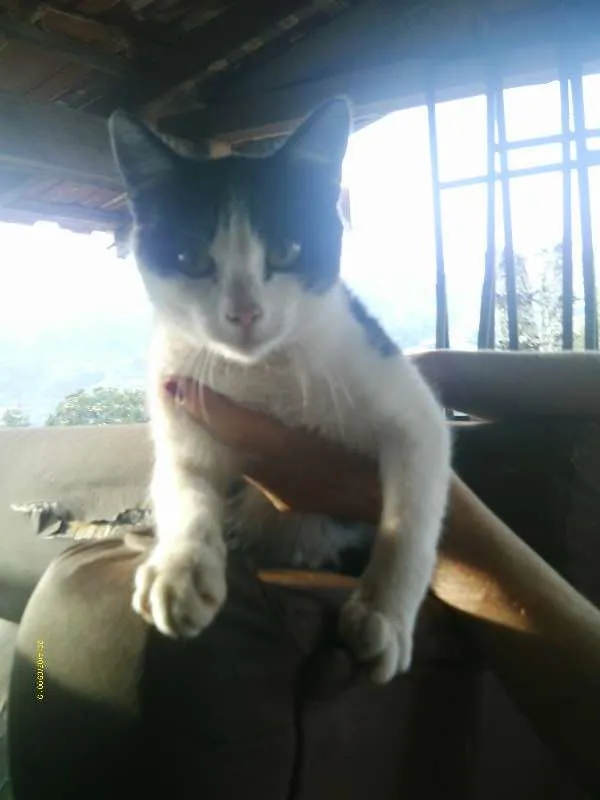 Gato raça  idade 2 a 6 meses nome ??