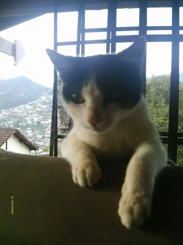 Gato raça  idade 2 a 6 meses nome ??