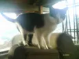 ??