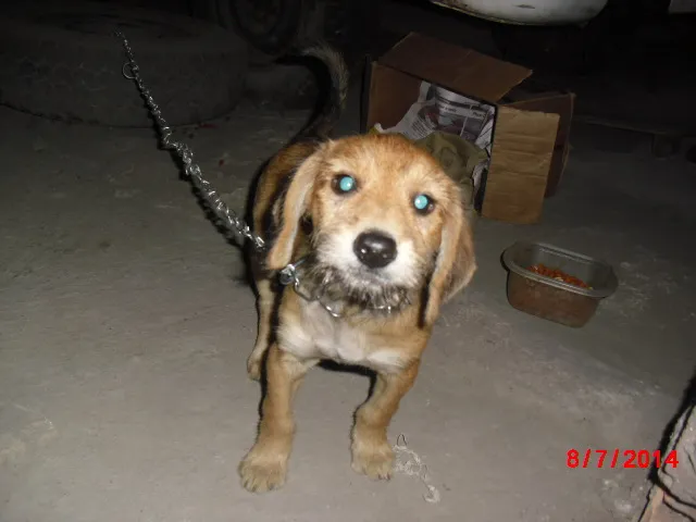 Cachorro ra a SRD idade 2 a 6 meses nome THEO