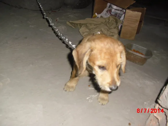 Cachorro ra a SRD idade 2 a 6 meses nome THEO