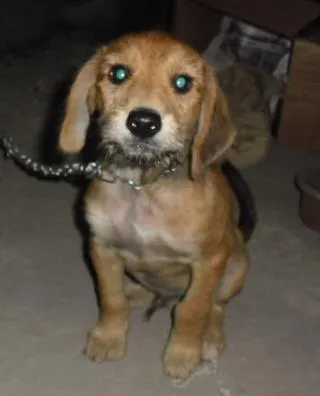 Cachorro ra a SRD idade 2 a 6 meses nome THEO