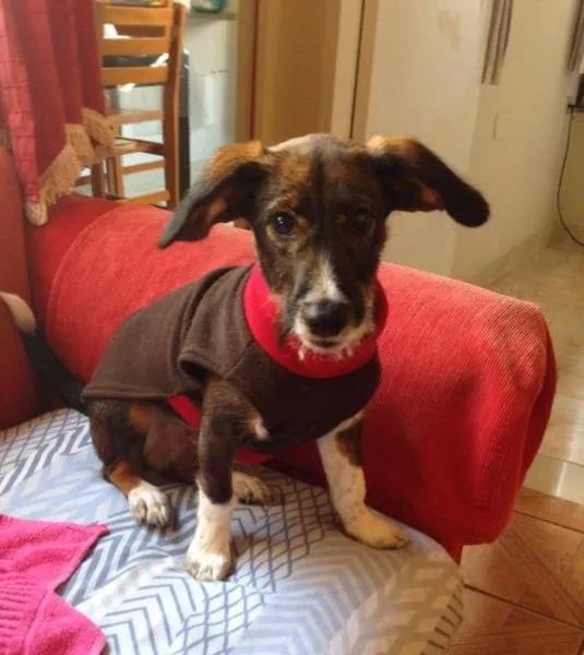Cachorro ra a SRD idade 7 a 11 meses nome Menino