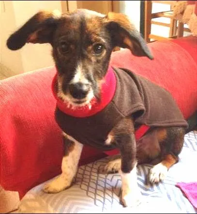 Cachorro ra a SRD idade 7 a 11 meses nome Menino