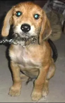 Cachorro raça SRD idade 2 a 6 meses nome THEO