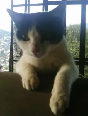 Gato raça  idade 2 a 6 meses nome ??