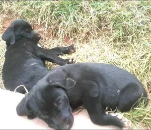 Cachorro raça SRD idade 2 a 6 meses nome nenguinhas