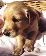 Cachorro raça SRD idade 2 a 6 meses nome menina