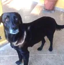 Cachorro ra a Labrador (mestiça) idade 1 ano nome Neguinha