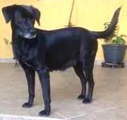 Cachorro raça Labrador (mestiça) idade 1 ano nome Neguinha