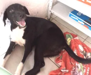 Cachorro raça SRD idade 7 a 11 meses nome Mimi