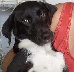Cachorro ra a SRD idade 7 a 11 meses nome Mimi