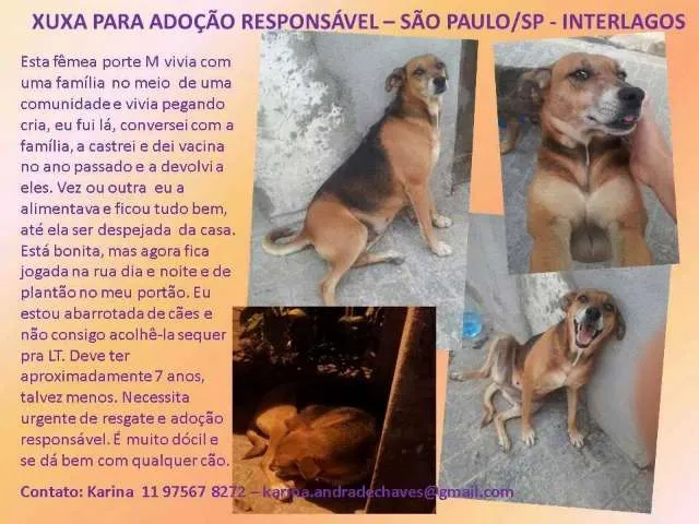 Cachorro ra a SRD idade 6 ou mais anos nome XUXA