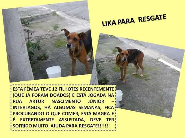 Cachorro ra a SRD idade 6 ou mais anos nome XUXA