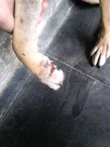 Cachorro ra a SRD idade 6 ou mais anos nome XUXA