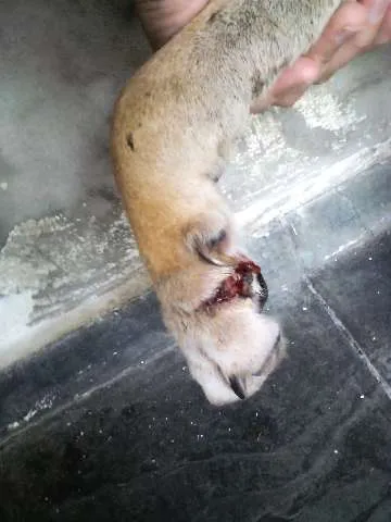 Cachorro ra a SRD idade 6 ou mais anos nome XUXA