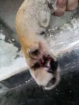 XUXA