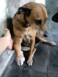 XUXA