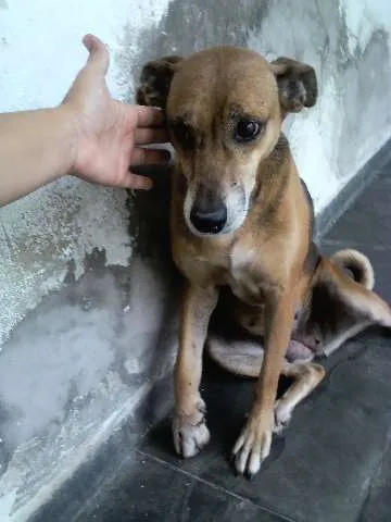 Cachorro ra a SRD idade 6 ou mais anos nome XUXA