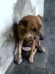 XUXA