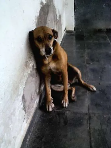 Cachorro ra a SRD idade 6 ou mais anos nome XUXA