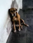 XUXA