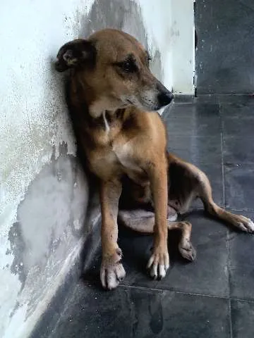 Cachorro ra a SRD idade 6 ou mais anos nome XUXA
