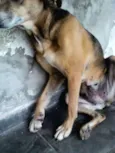 XUXA