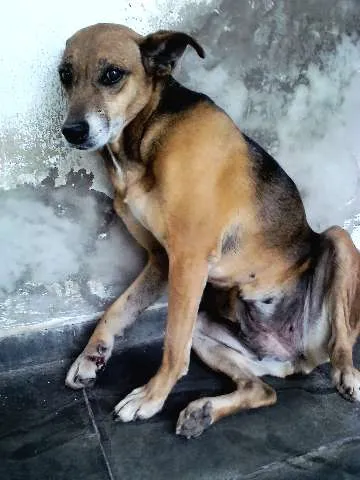 Cachorro ra a SRD idade 6 ou mais anos nome XUXA