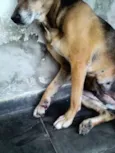 XUXA