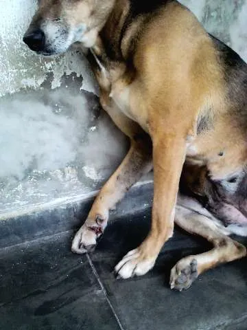 Cachorro ra a SRD idade 6 ou mais anos nome XUXA