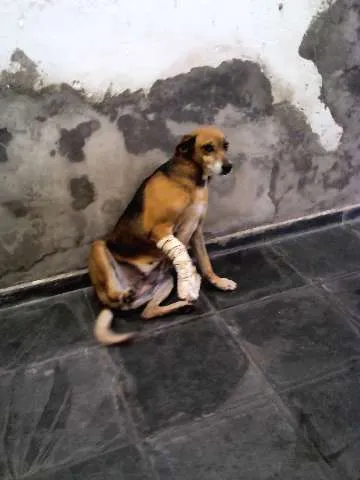 Cachorro ra a SRD idade 6 ou mais anos nome XUXA