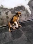 XUXA