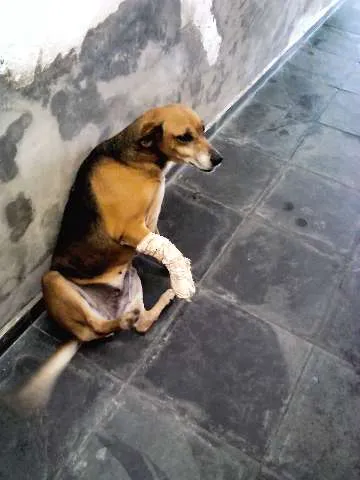 Cachorro ra a SRD idade 6 ou mais anos nome XUXA