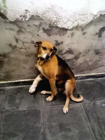 Cachorro ra a SRD idade 6 ou mais anos nome XUXA