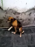 XUXA