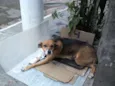 XUXA