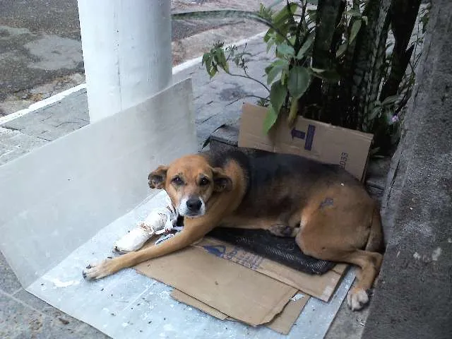 Cachorro ra a SRD idade 6 ou mais anos nome XUXA