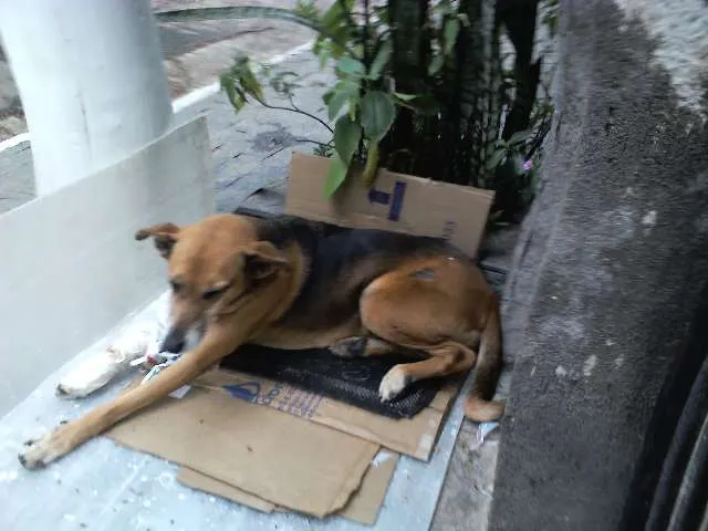 Cachorro ra a SRD idade 6 ou mais anos nome XUXA
