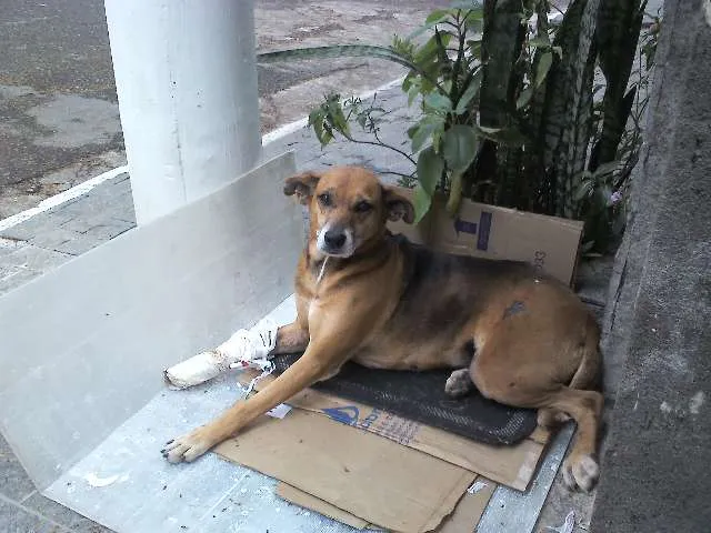 Cachorro ra a SRD idade 6 ou mais anos nome XUXA