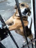 XUXA