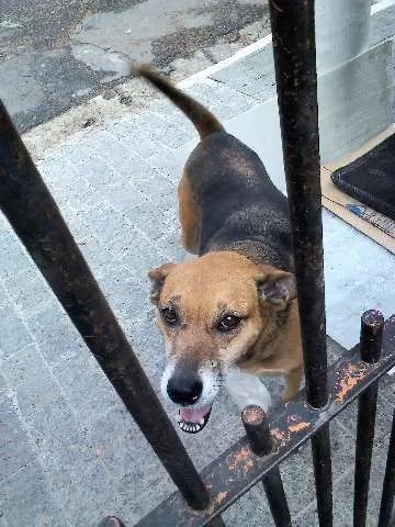 Cachorro ra a SRD idade 6 ou mais anos nome XUXA