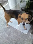 XUXA