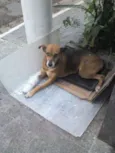 XUXA