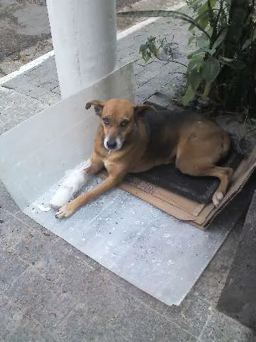 Cachorro ra a SRD idade 6 ou mais anos nome XUXA
