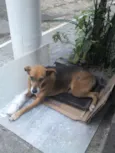 XUXA